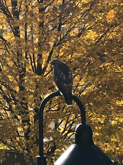 Red-tailed Hawk