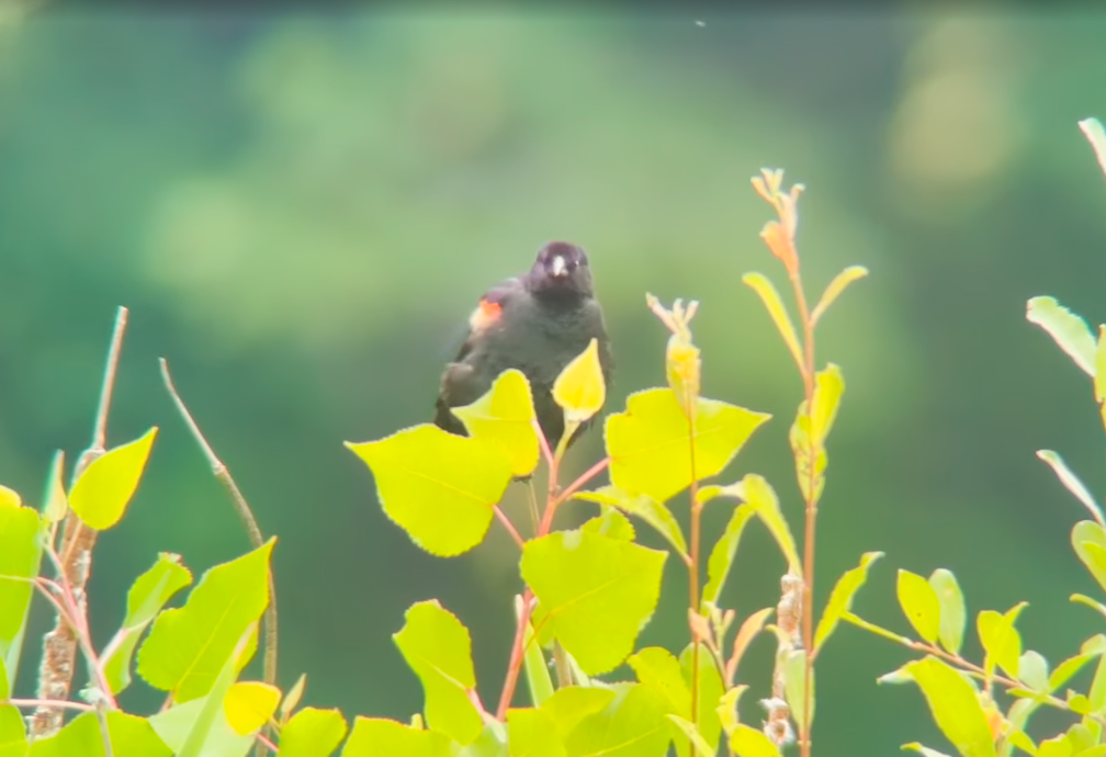 Red-winged Blackbird