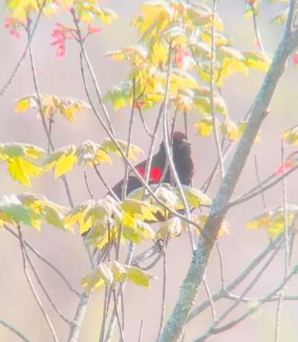 Red-winged Blackbird banner image 2