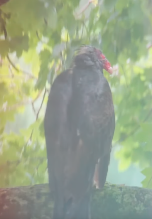Turkey Vulture