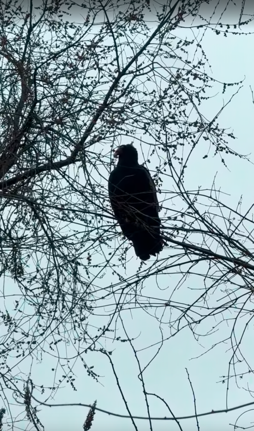 Turkey Vulture banner image 2