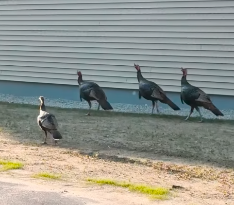 Turkey