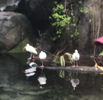 White Ibis